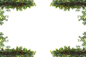 Siamese green rough bush Tooth brush leaves on white background