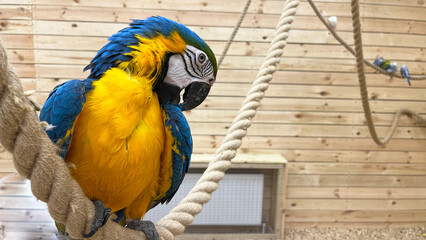 The macaw parrot is yellow and blue. © PRO Balance