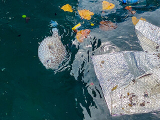 Dead Puffer Fish Amidst Pollution in Fuvahmulah, Maldives