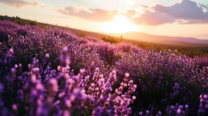 Poster Tranquil Scene of a Lavender Field at Sunset with Illuminated Clouds © AounMuhammad