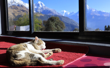 tabby cat have a sun bathing and clean itself near the window with the background of snow mountain - 736233913