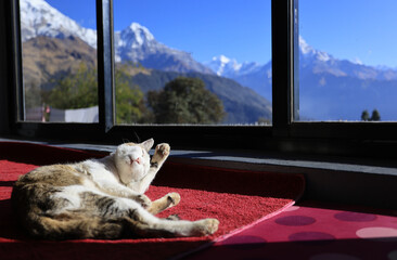 tabby cat have a sun bathing and clean itself near the window with the background of snow mountain - 736233974