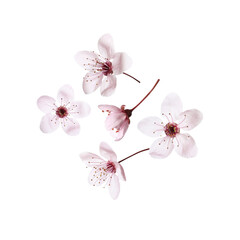 Beautiful plum blossoms falling on white background. Spring season - obrazy, fototapety, plakaty