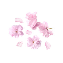 Naklejka na ściany i meble Beautiful sakura blossoms falling on white background. Spring season