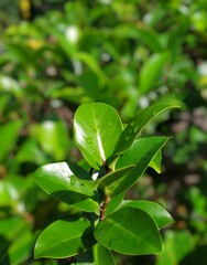 The plant is called dollar or dollar plant because of the color valued in the same currency