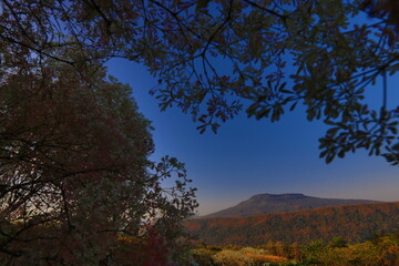 Fototapeta premium Beautiful white Christmas tree with table shaped mountain, Phu Pha Jit in Nam Nao National park. Petchabun province, Thailand.