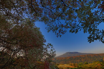 Fototapeta premium Beautiful white Christmas tree with table shaped mountain, Phu Pha Jit in Nam Nao National park. Petchabun province, Thailand.