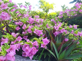 Purple bougenville with clear blue skies in the park