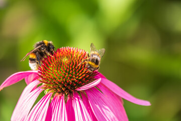 A closeup shot of a bee collecting pollen on a purple echinacea flower