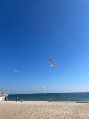 seagulls on the beach