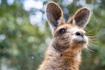 Obraz premium Beautiful kangaroo, pademelon and wallaby in the Australian bush, in the blue mountains, nsw. Australian wildlife in a national park