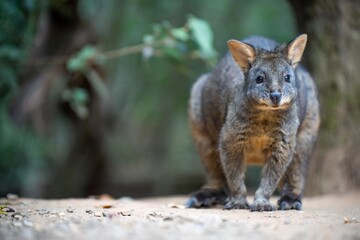 Naklejka na ściany i meble Beautiful kangaroo in the Australian bush, in the blue mountains, nsw. Australian wildlife in a national park in Australia.