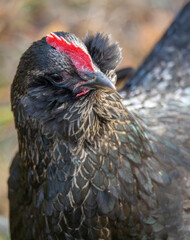 Cheeky Black Hen Chicken Closeup