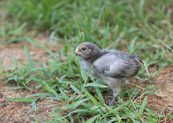 Cute Little Grey Chick In Grass