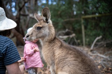 Beautiful kangaroo in the Australian bush, in the blue mountains, nsw. Australian wildlife in a national park in Australia.