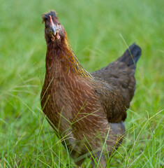 Gold and Brown Chicken Hen With Attitude