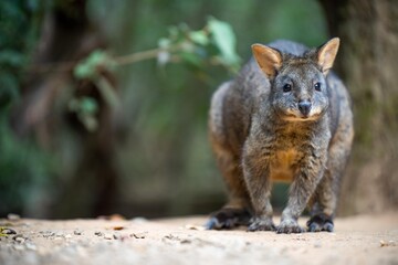 Beautiful kangaroo, pademelon and wallaby in the Australian bush, in the blue mountains, nsw. Australian wildlife in a national park