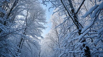 Obraz premium Enchanting Winter Scene: Snow-Laden Trees Against a Bright Blue Sky
