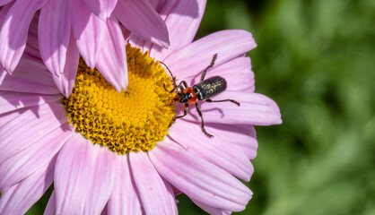 Beetle on a flower in summer close-up.