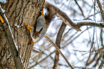 A squirrel is sitting on a tree in a close-up in the forest.