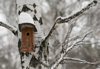Birdhouse for birds under the snow on a birch tree in winter.