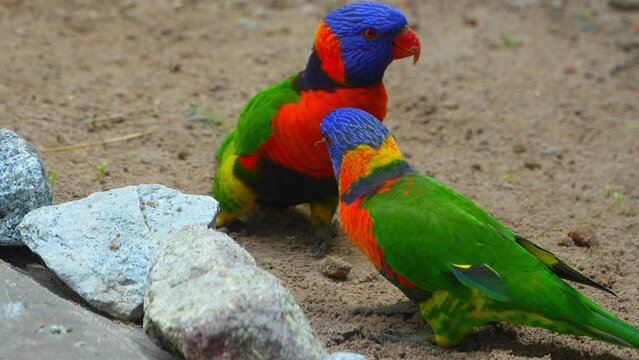 Vibrant parrot Lori: Wildlife Close-Up