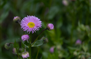 Fototapeta premium Small-leaved annual in the field in summer.