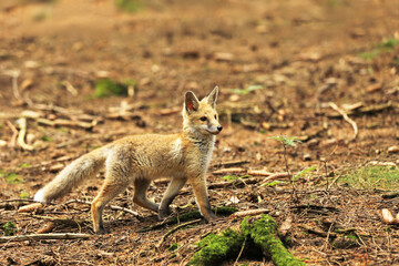 Little red fox vixen in the forest - Vulpes vulpes