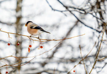 A bullfinch bird on a branch with berries in the forest in winter.