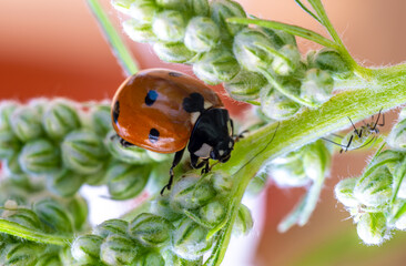 A ladybug on a green flower stem in close-up.