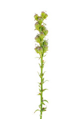 Common toadflax plant isolated on white background, Linaria vulgaris