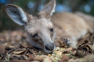 Beautiful kangaroo in the Australian bush, in the blue mountains, nsw. Australian wildlife in a...