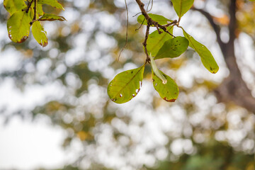 Green tree leaves close up in the morning