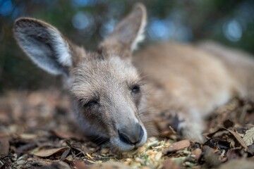 Beautiful kangaroo, pademelon and wallaby in the Australian bush, in the blue mountains, nsw. Australian wildlife in a national park