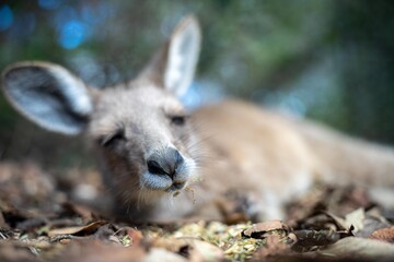 Obraz premium Beautiful kangaroo in the Australian bush, in the blue mountains, nsw. Australian wildlife in a national park in Australia.
