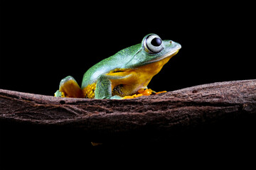 Javan tree frog, tree frog on branch, Gliding frog (Rhacophorus reinwardtii)