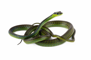 Fototapeta premium Dendrelaphis formosus snake isolated on white