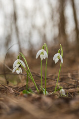 Snowdrop - Galanthus nivalis first spring flower. White flower with green leaves.