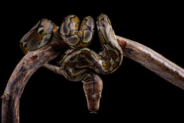 Python Reticulatus Isolated Black Nonvenomous