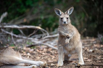 Beautiful kangaroo, pademelon and wallaby in the Australian bush, in the blue mountains, nsw. Australian wildlife in a national park