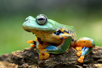 Javan tree frog, tree frog on branch, Gliding frog (Rhacophorus reinwardtii)