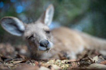 Beautiful kangaroo in the Australian bush, in the blue mountains, nsw. Australian wildlife in a national park in Australia.