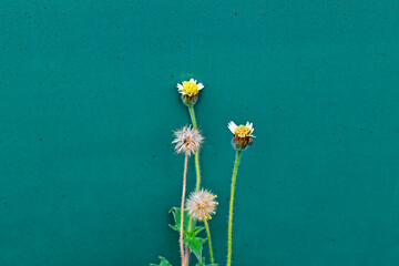 Coatbuttons or Tridax daisy flowers (Tridax procumbens) in front of a green wall