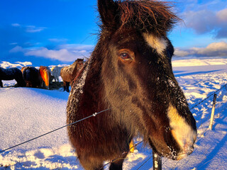 Icelandic Horses in the snow