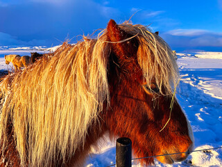 Icelandic Horses in the snow