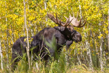 Bull Shiras Moose in Wyomiing During the Fall Rut