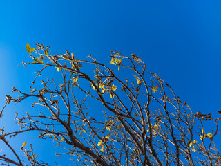 tree branches against blue sky