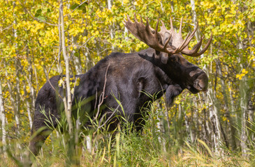 Bull Shiras Moose in Wyomiing During the Fall Rut