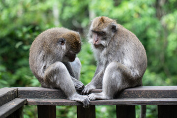monkeys looking for fleas, macaques, 
care