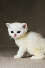 Small white purebred kitten. Sad cat
